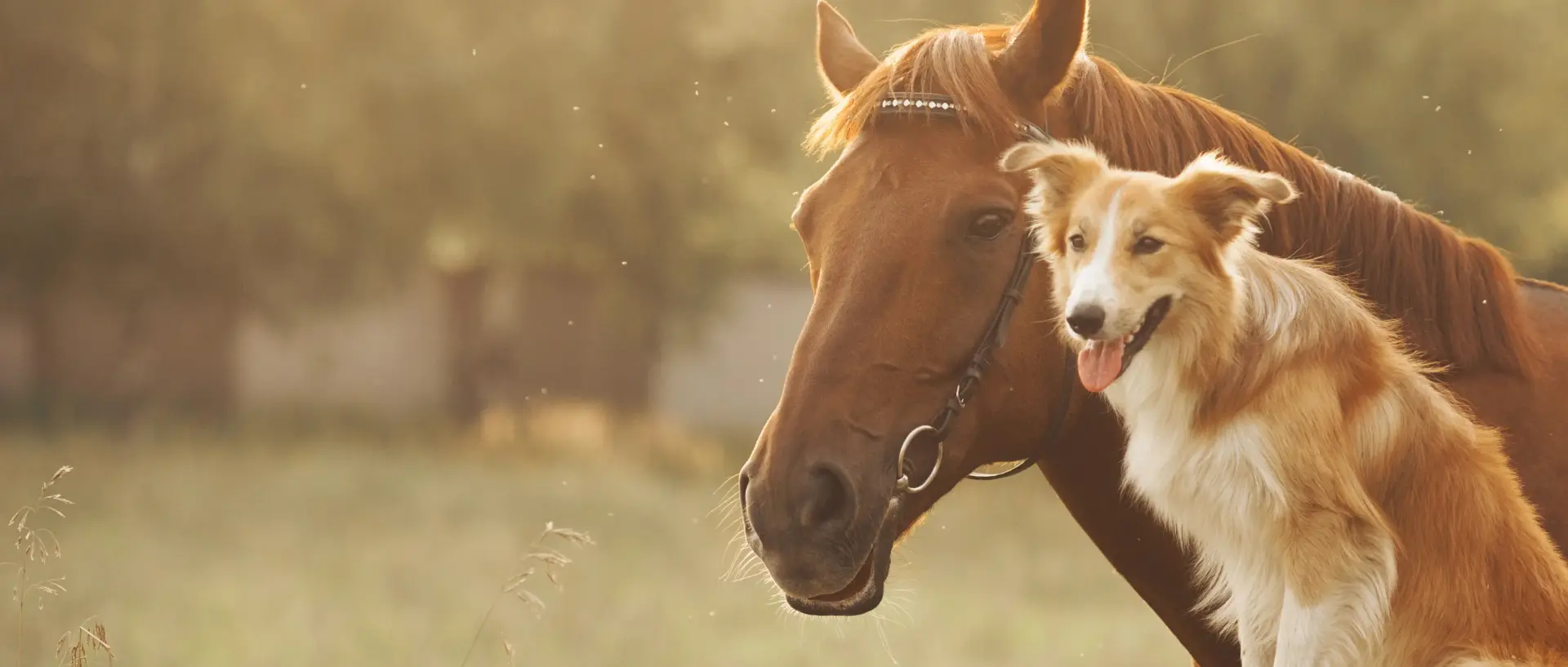 Pferd und Hund zusammen in der Natur