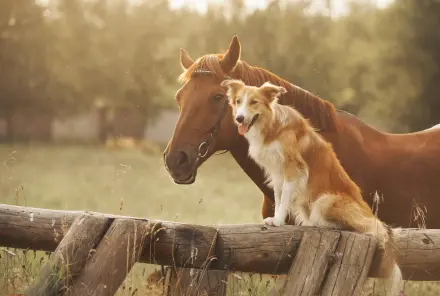 Pferd und Hund zusammen in der Natur